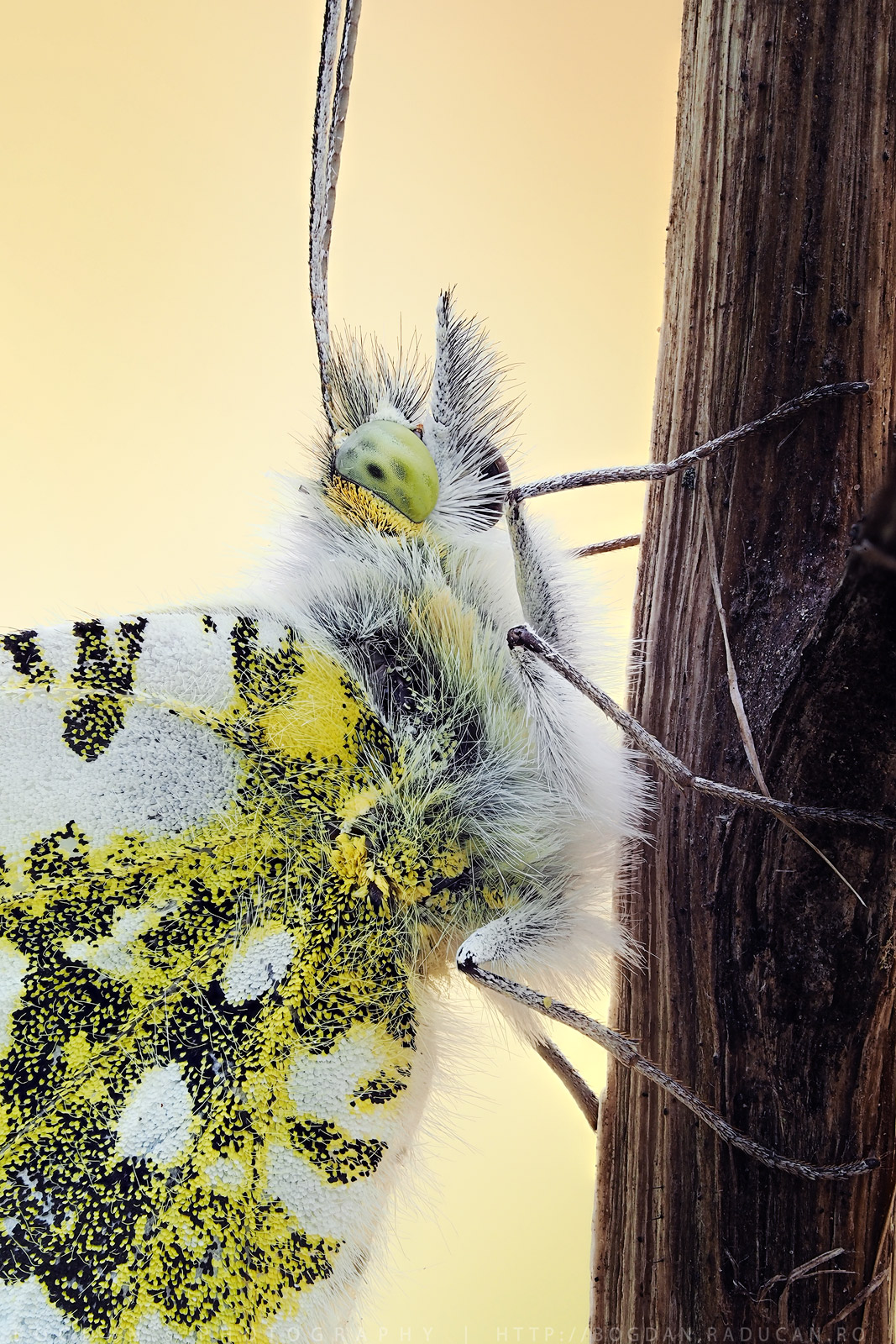 Anthocharis Cardamines